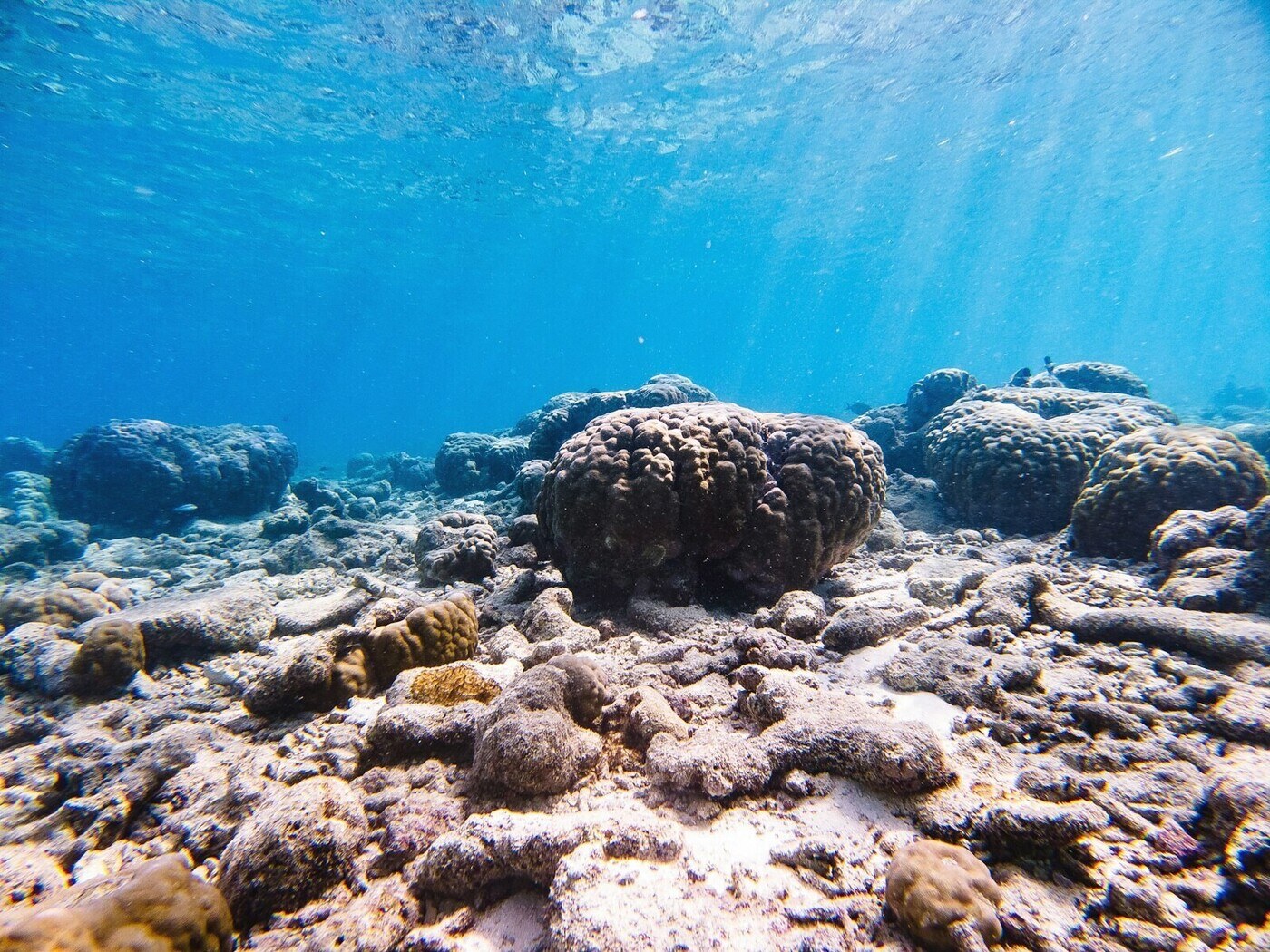 Coral heads and shafts of light in clear shallow water
